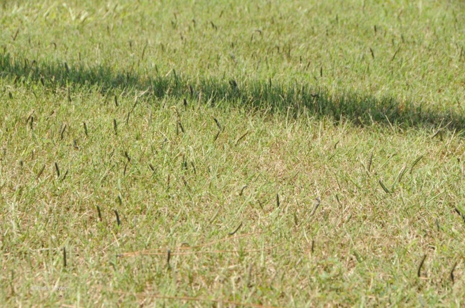 Fall armyworm caterpillars in a lawn.
